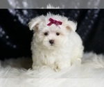 Small #2 Maltese