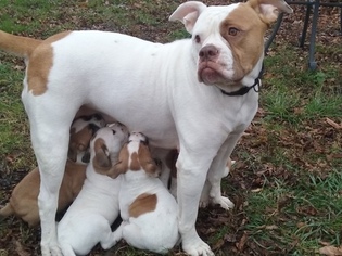 Mother of the American Bulldog puppies born on 10/05/2017