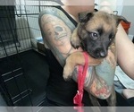 Small Photo #28 Belgian Malinois Puppy For Sale in REESEVILLE, WI, USA