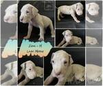 Small Photo #3 Great Dane Puppy For Sale in KANSAS CITY, MO, USA