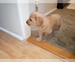 Small Photo #56 Labradoodle Puppy For Sale in WASHOUGAL, WA, USA