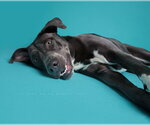 Small #19 American Staffordshire Terrier-Labrador Retriever Mix