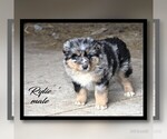 Small Photo #14 Australian Shepherd Puppy For Sale in CLARE, MI, USA