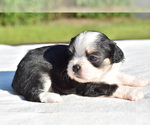 Small #1 Auss-Tzu