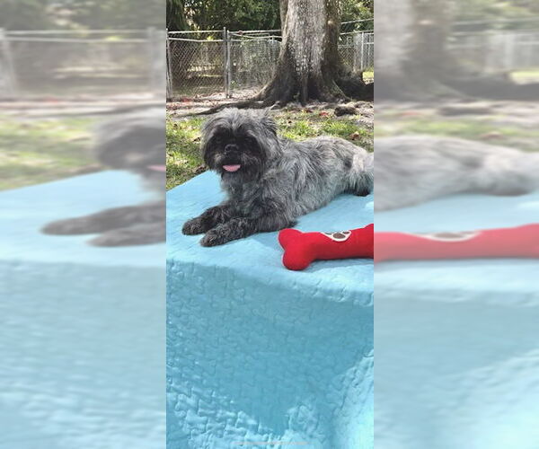 Medium Photo #8 Shih Tzu Puppy For Sale in Weston, FL, USA
