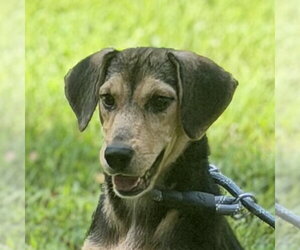 Beagle Dogs for adoption in Yardley, PA, USA