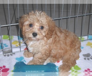 Cavalier King Charles Spaniel-Poodle (Toy) Mix Puppy for sale in ORO VALLEY, AZ, USA