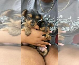 Yorkshire Terrier Puppy for Sale in WINTERVILLE, North Carolina USA