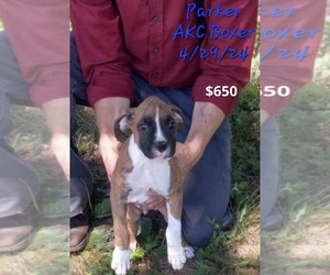 Boxer Litter for sale in TOPEKA, IN, USA