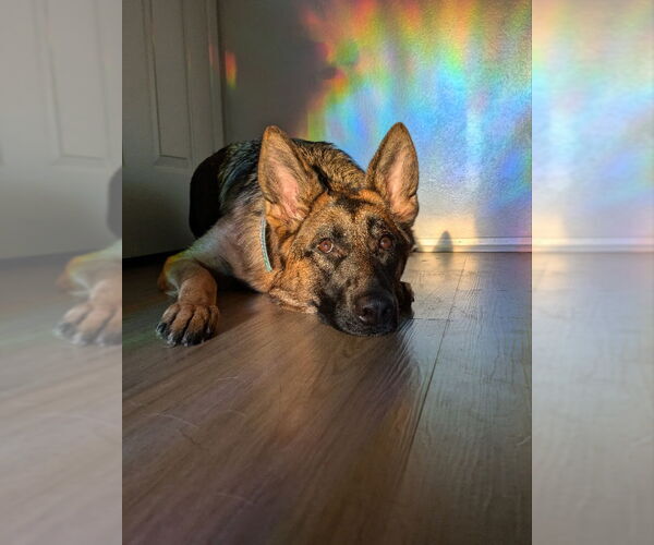 Medium Photo #4 German Shepherd Dog Puppy For Sale in San Diego, CA, USA