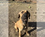 Small #4 Brazilian Mastiff-Great Dane Mix