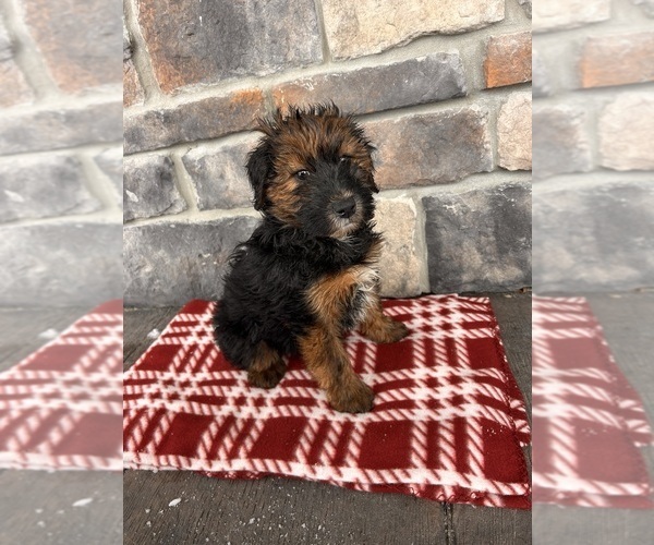 Medium Photo #3 Whoodle (Miniature) Puppy For Sale in MIDDLEBURY, IN, USA
