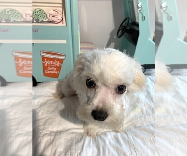 Medium Photo #4 Chonzer Puppy For Sale in MORENO VALLEY, CA, USA