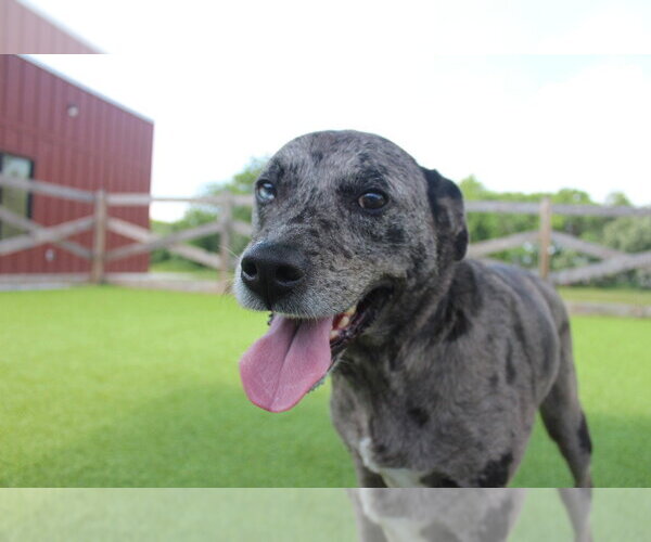 Medium Photo #3 Catahoula Leopard Dog Puppy For Sale in Chestertown, MD, USA