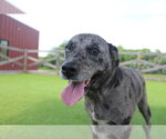 Small #2 Catahoula Leopard Dog