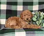 Small Photo #4 Goldendoodle (Miniature) Puppy For Sale in COCHRANVILLE, PA, USA