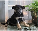 Small Photo #2 German Shepherd Dog Puppy For Sale in FREDERICKSBG, OH, USA