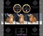 Puppy Toto AKC Poodle (Toy)
