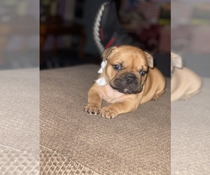 French Bulldog Puppy for sale in STKN, CA, USA
