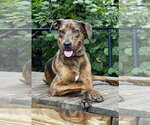 Small #1 Catahoula Leopard Dog Mix