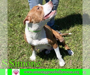 Simone - Female American Staffordshire Terrier-Unknown Mix Dog for Adoption - Photo #22