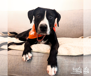 Hassie - Female Labrador Retriever-Retriever  Mix Dog for Adoption - Photo #8