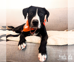 Small Photo #8 Labrador Retriever-Retriever  Mix Puppy For Sale in Washington, DC, USA