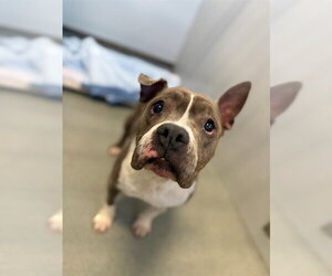 Mutt Dogs for adoption in Fayetteville, NC, USA