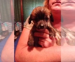 Puppy Frankie Chinese Crested