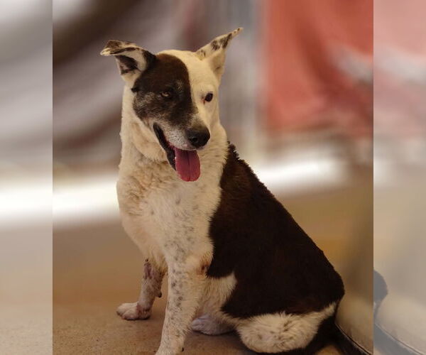 Medium Photo #2 Australian Cattle Dog-Unknown Mix Puppy For Sale in Cottonwood, AZ, USA