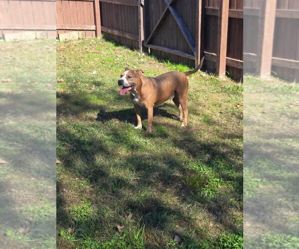 Medium Photo #6 American Pit Bull Terrier Puppy For Sale in Oakhurst, NJ, USA