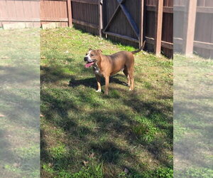 Brocho - A Total Sweetheart - Male American Pit Bull Terrier Dog for Adoption - Photo #6