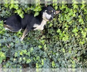 German Shepherd Dog-Unknown Mix Dogs for adoption in Riverside, CA, USA