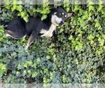 Small German Shepherd Dog Mix