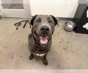 Mastiff-Unknown Mix Dogs for adoption in Berkeley , CA, USA