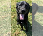 Small Photo #4 Labrador Retriever-Unknown Mix Puppy For Sale in Evansville, IN, USA