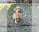 Small Photo #12 Goldendoodle Puppy For Sale in WOODLAND, CA, USA