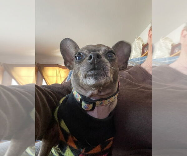 Medium Photo #13 Chihuahua Puppy For Sale in WESTHAMPTON, MA, USA