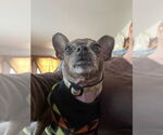 Small #12 Chihuahua