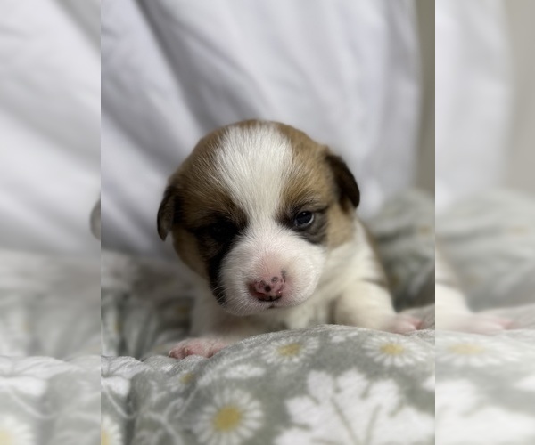 Medium Photo #12 Pembroke Welsh Corgi Puppy For Sale in GRAND RAPIDS, MI, USA