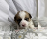 Small #11 Pembroke Welsh Corgi