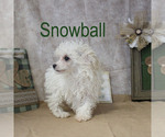 Small Photo #1 Poodle (Toy) Puppy For Sale in CHANUTE, KS, USA