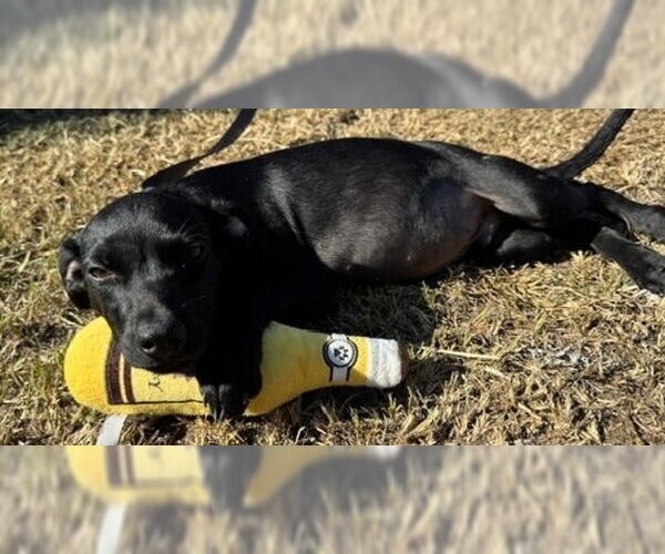 Medium Photo #5 Bulldog-Labrador Retriever Mix Puppy For Sale in Tarrytown, GA, USA