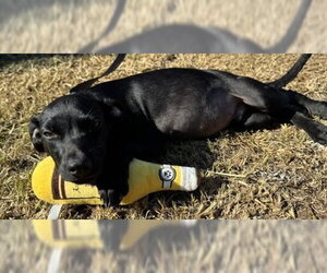 Grant - Male Bulldog-Labrador Retriever Mix Dog for Adoption - Photo #5