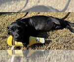 Small Photo #5 Bulldog-Labrador Retriever Mix Puppy For Sale in Tarrytown, GA, USA