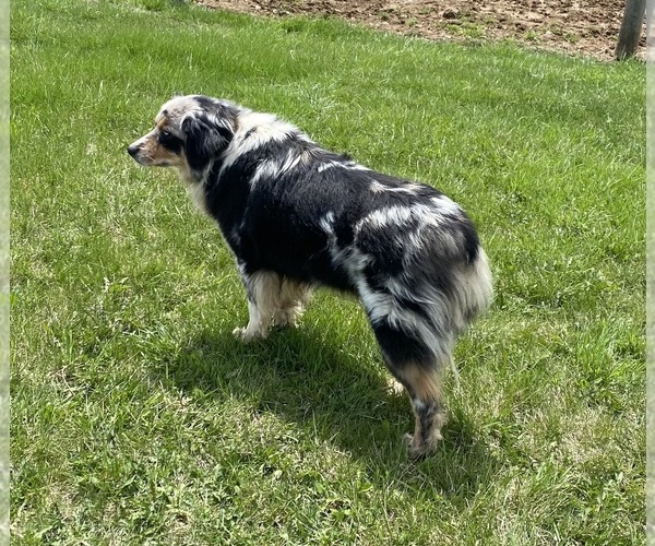 Medium Photo #1 Corgi-Aussie Puppy For Sale in WAUKON, IA, USA