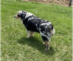 Mother of the Corgi-Aussie puppies born on 02/14/2026