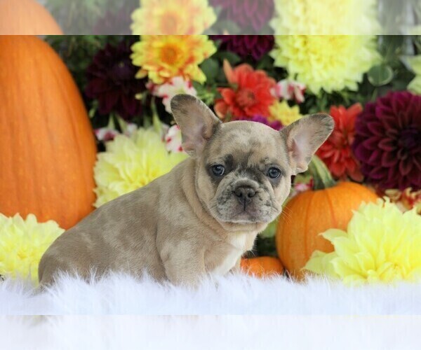 Medium Photo #1 French Bulldog Puppy For Sale in FREDERICKSBG, OH, USA