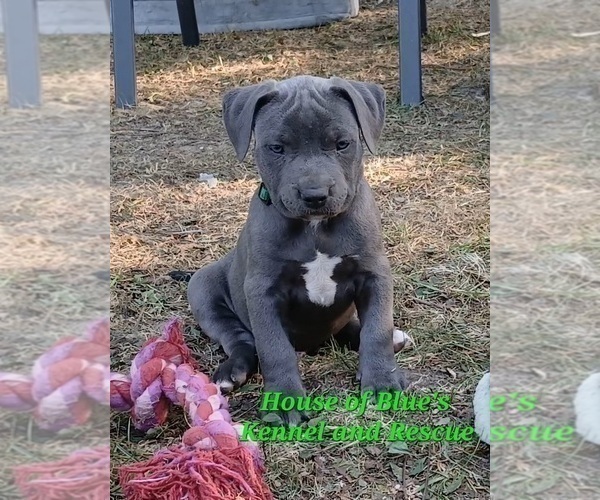 Medium Photo #6 American Pit Bull Terrier Puppy For Sale in DELAWARE, OH, USA