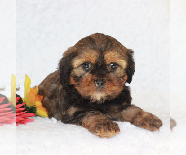 Medium Photo #2 Cavapoo Puppy For Sale in NARVON, PA, USA